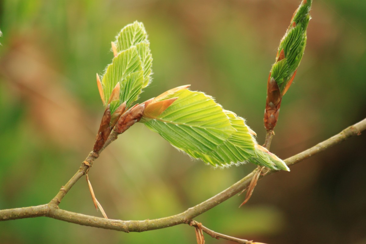 beech beech leaf beech leaves leaves nature tree plant branch 879223.jpgd