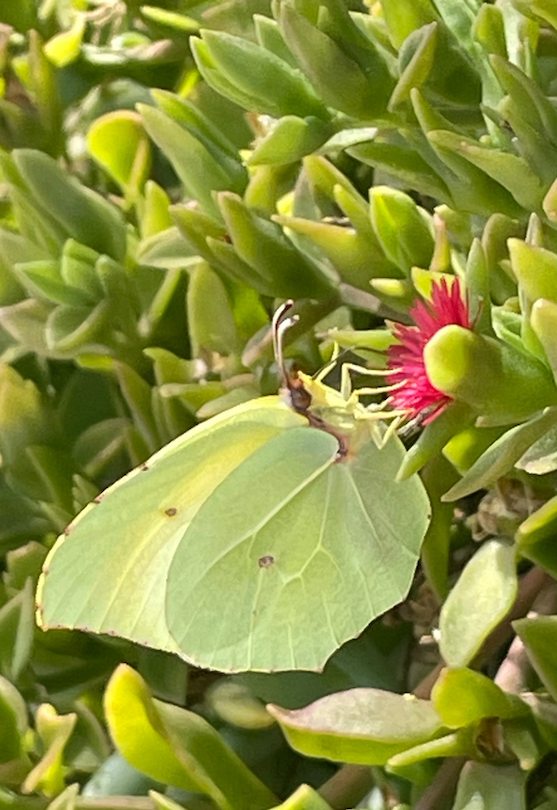 fiore